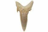 Sand Tiger Shark (Carcharias) Tooth - Dakhla, Morocco #225297-1